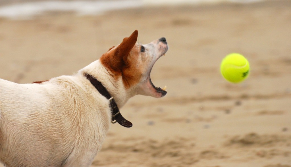 playing-on-the-beach-1577767-1599x917