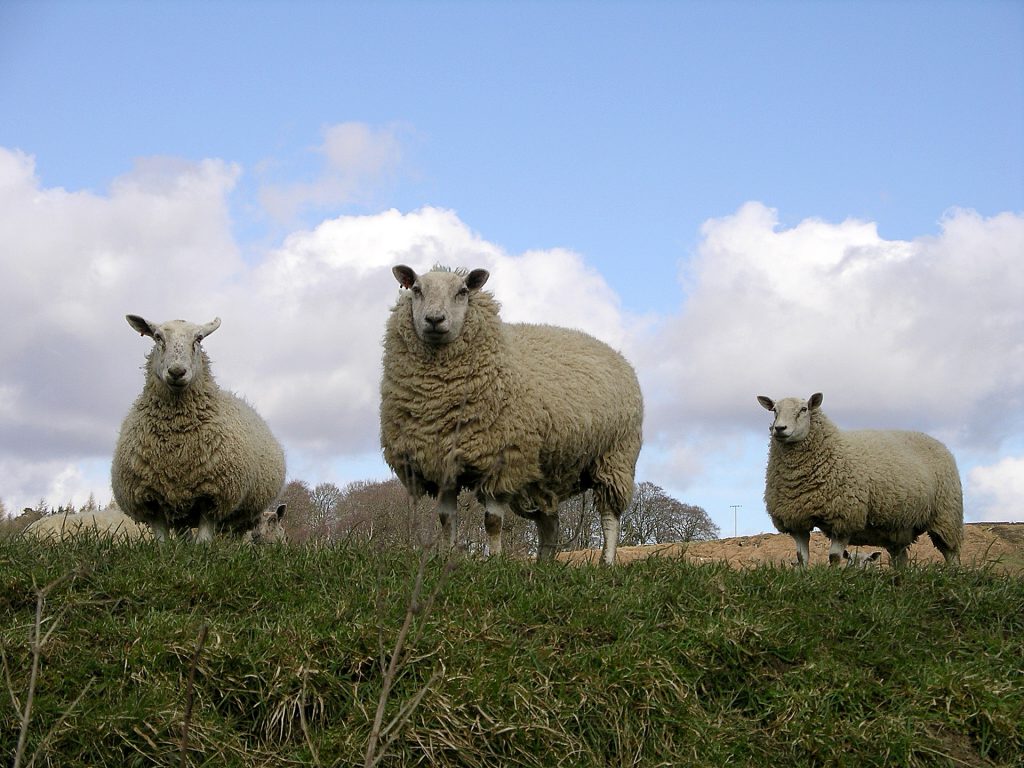 sheep-1568339-1920x1440